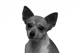 Lola